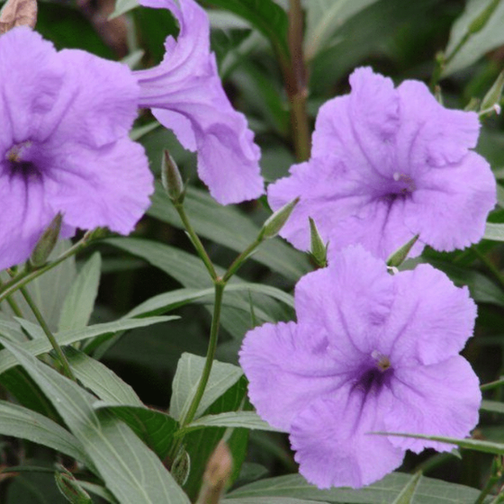 Light Purple flowers mexican petunia