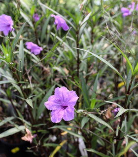 Mexican Petunia