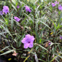 mexican petunia in bloom