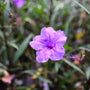 close up purple mexican petunia