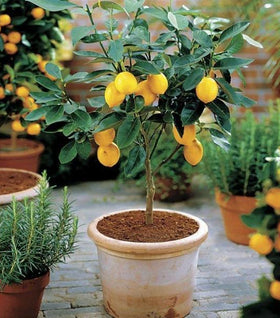Meyer Lemon Tree