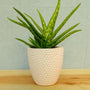 an aloe plant placed inside this dimpled white decorative pot