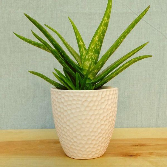 an aloe plant placed inside this dimpled white decorative pot