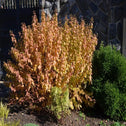 Cornus Midwinter Fire Shrubs in fall