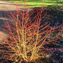 Midwinter Fire dogwood shrub in winter