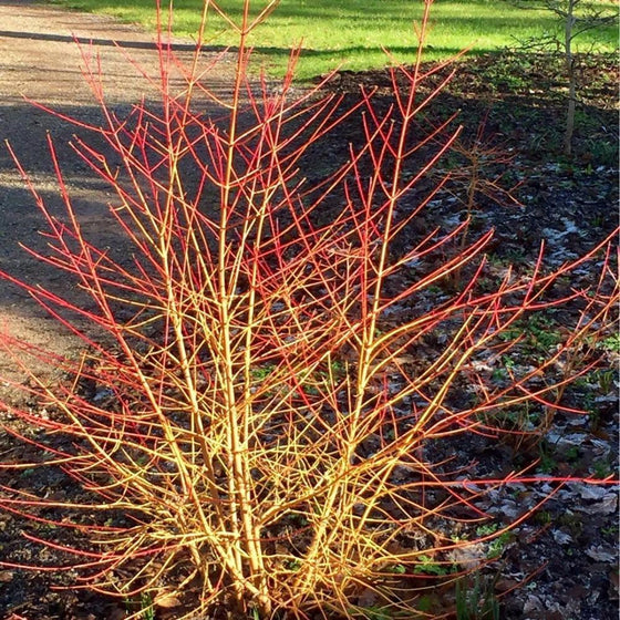 Midwinter Fire dogwood shrub in winter