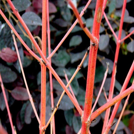 close-up picture of cornus midwinter dogwood stems in winter
