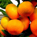 Miho Satsuma Orange Trees produce clusters of edible oranges.