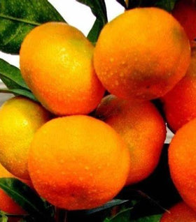 Miho Satsuma Orange Tree