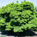 large mature Mikawa Yatsubusa Japanese Maple Tree
