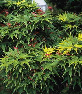 Mikawa Yatsubusa Japanese Maple