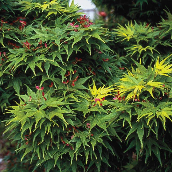 Mikawa Yatsubusa Japanese Maple Trees spikey green foliage and red flowers