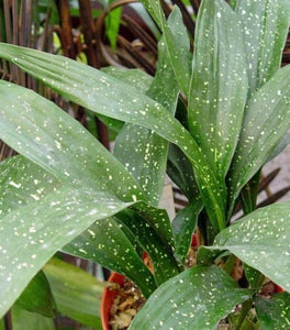 Milky Way Cast Iron Plant