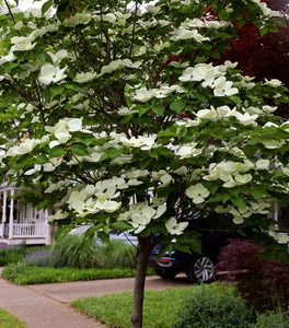 Milky Way Kousa Dogwood