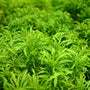vibrant green foliage on ming aralia plant