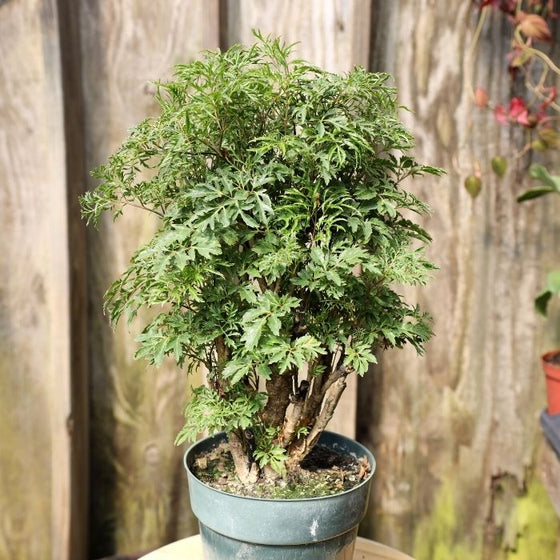 How To Care For Ming Aralia (Polyscias fruticosa)