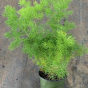 ming asparagus fern has wispy green foliage