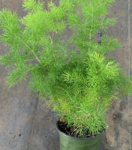 Ming Asparagus Fern