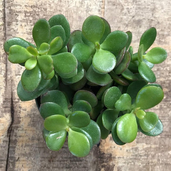 Miniature fleshy green leaves of Mini Leaf Jade succulent plants