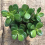 Miniature fleshy green leaves of Mini Leaf Jade succulent plants