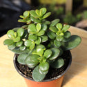 mini leaf jade plant succulent green foliage