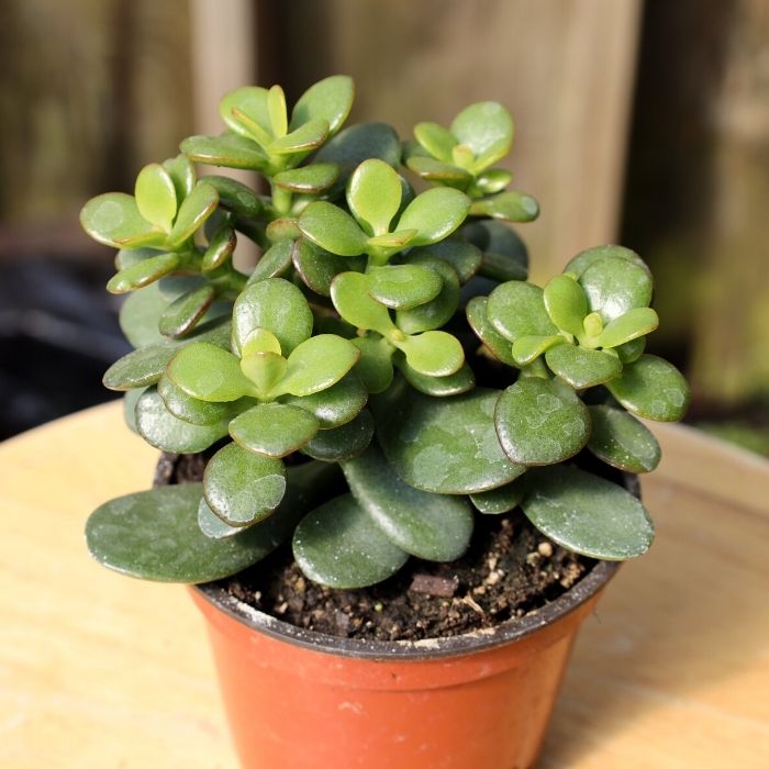 potted jade plant Mini Leaf Jade Plants