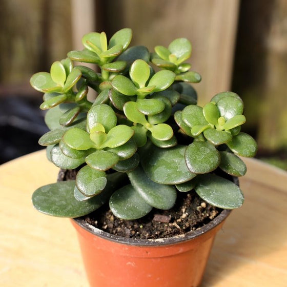 mini leaf jade plant succulent foliage