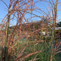 adagio maiden grass has reddish brown fall foliage