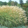 mature miscanthus adagio in a mixed garden