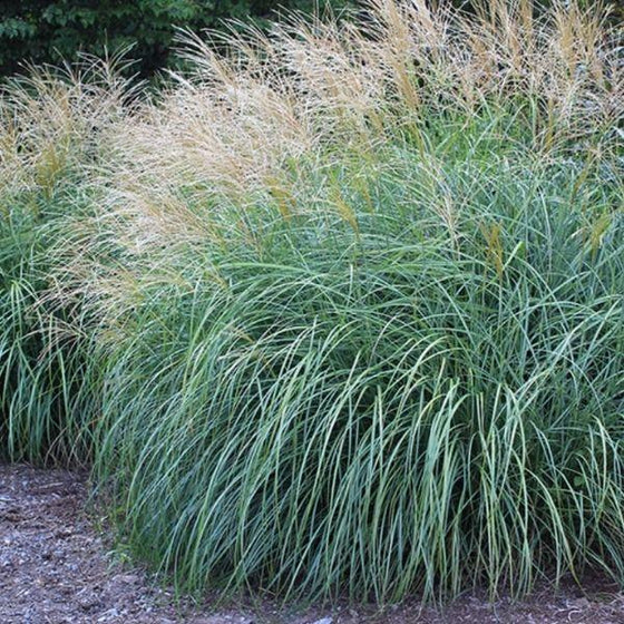 miscanthus adagio has fall interest with green foliage