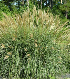 Miscanthus Adagio