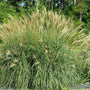 miscanthus adagio with golden plumes