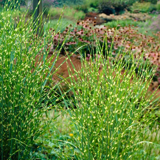 vibrant green and gold striped foliage of miscanthus bandwith grass in the summer landscape