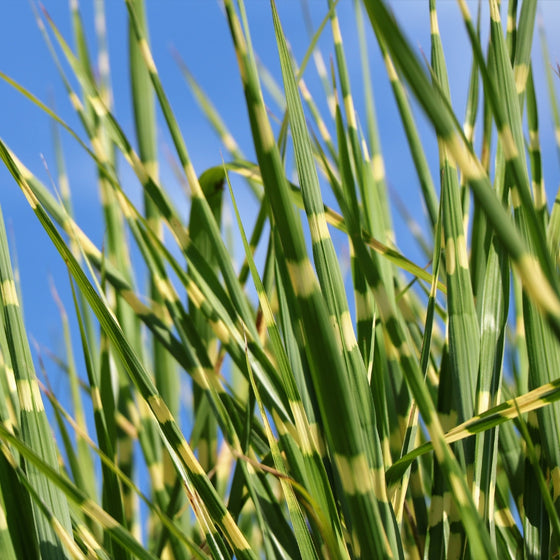 close up view of green and gold striped foliage on miscanthus bandwith