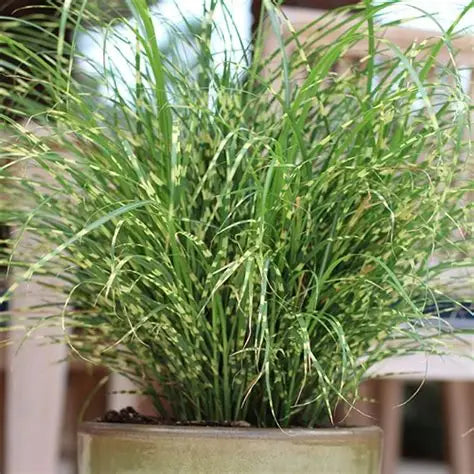 Miscanthus Bandwidth growing in a container as a compact upright ornamental grass