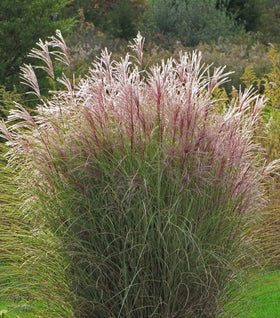 Miscanthus Morning Light