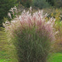 miscanthus morning light blooms bright pinkish pink plumes in fall