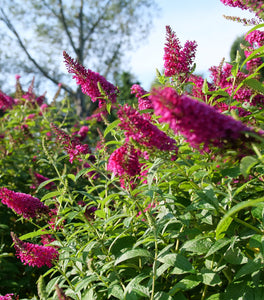 Miss Molly Butterfly Bush