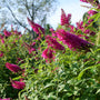 A close-up outdoor view of dense pink-purple flower spikes among green foliage under a bright sky with blurred trees in the background.