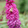 Miss Molly Butterfly Bush
