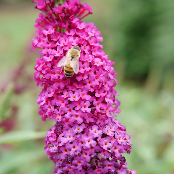 Miss Molly Butterfly Bush