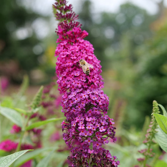 A close-up of a tall magenta-purple butterfly bush flower spike with a small bee crawling up the center, set against a blurred green garden background.