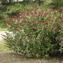Miss Molly Butterfly Bush Shrub with Magenta Flowers and Green Foliage
