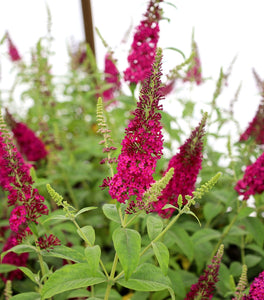 Miss Molly Butterfly Bush