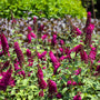 magenta butterfly bush