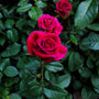 Mister Lincoln rose shrub with upright canes and glossy leaves, repeat-blooming hybrid tea about 4–6 feet tall and wide