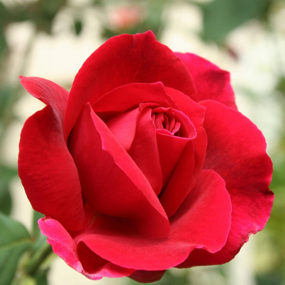 Close-up of Mister Lincoln hybrid tea rose showing rich velvety red petals, high-centered form, and classic damask fragrance