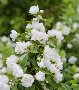 Mock Orange Snowbelle