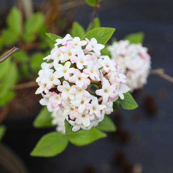 close up view of spherical bloom on viburnum mohawk shrub in early spring