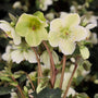 mass of white blooms on frostkiss helleborus